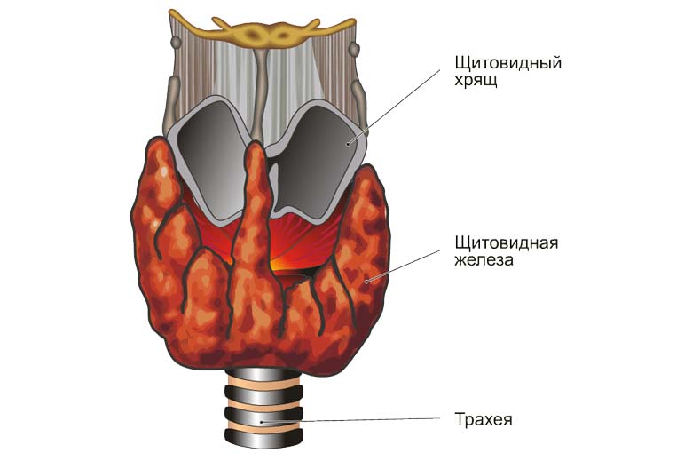 строение щитовидки