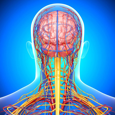 кровеносные протоки в области шеи и головы человека